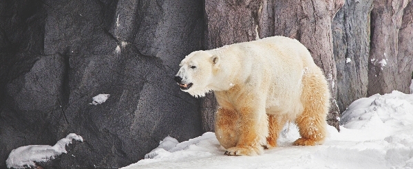 日本最北~旭山動物園一日遊(企鵝遊行~水底隧道~明星北極熊~海豹館~可愛浣熊)→前往札幌市區