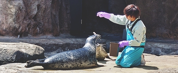 日本最北~旭山動物園一日遊(企鵝遊行~水底隧道~明星北極熊~海豹館~可愛浣熊)→前往札幌市區
