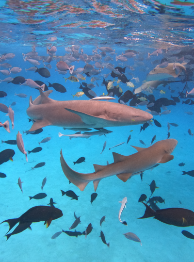 SHARK BAY經典出海行程 (海豚 / 護士鯊 / 魟魚 / 沈船)→酒店晚餐