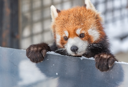 【北海道員旅5日】登別地獄谷、溫泉飯店<螃蟹吃到飽>、旭山動物園、北海道神宮、浪漫小樽、白色戀人
