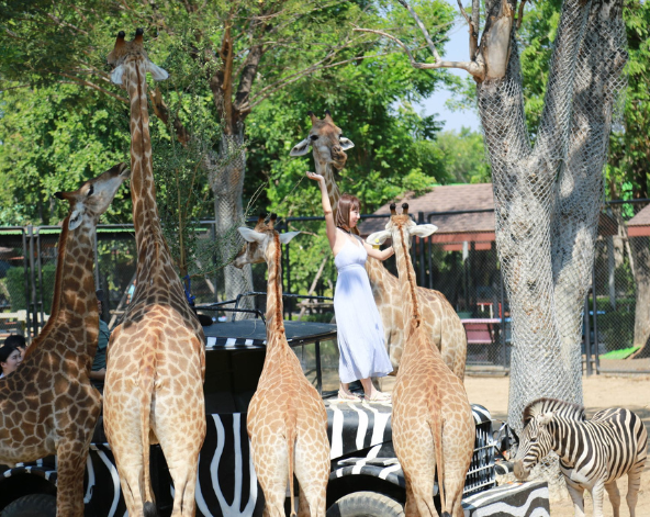 大城野生動物園→大城必吃小吃-船麵(現點現付，想吃幾碗就點幾碗唷)→大城最美古廟-柴瓦塔納蘭寺→喬德拉查達夜市(著名的火山排骨就在這裡!!)